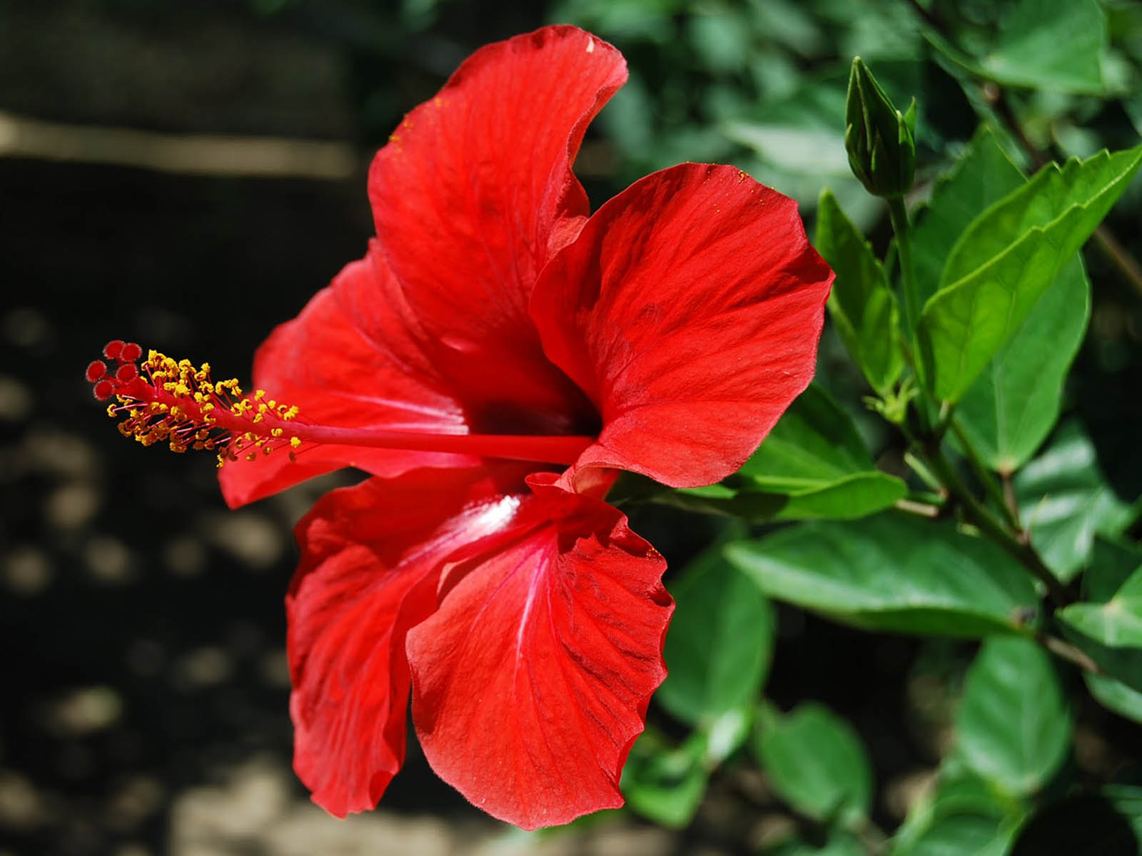 papier peint fleur d'hibiscus,fleur,plante à fleurs,hibiscus chinois,pétale,hibiscus