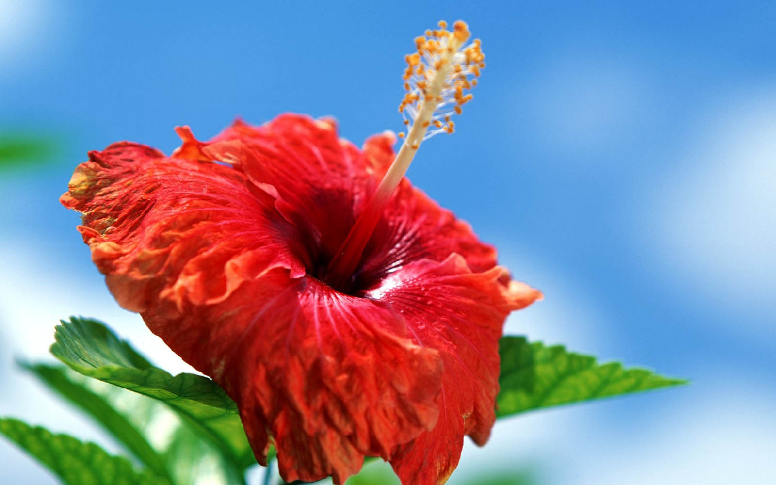 hibiscus flower wallpaper,flower,flowering plant,chinese hibiscus,hawaiian hibiscus,petal