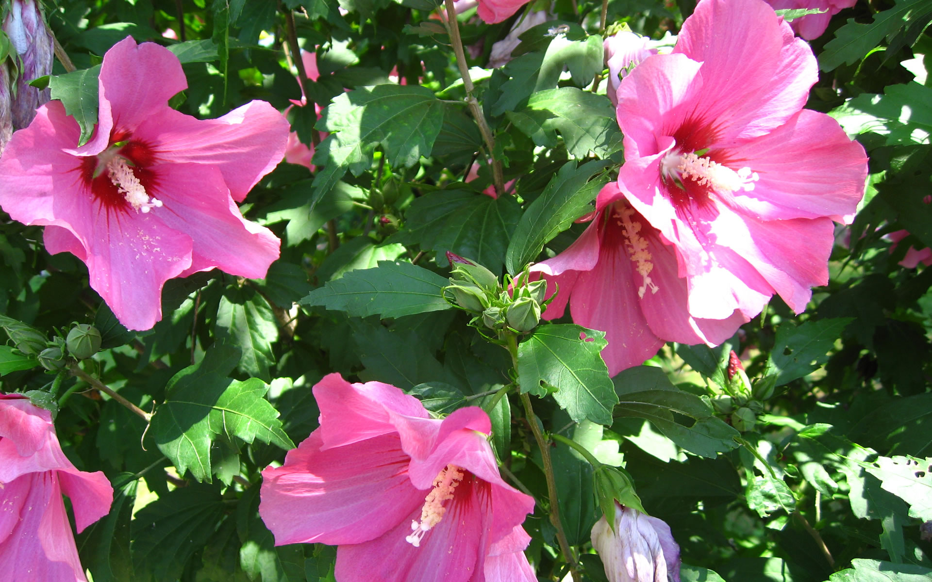 carta da parati fiore di ibisco,fiore,pianta fiorita,petalo,pianta,palude rosa malva