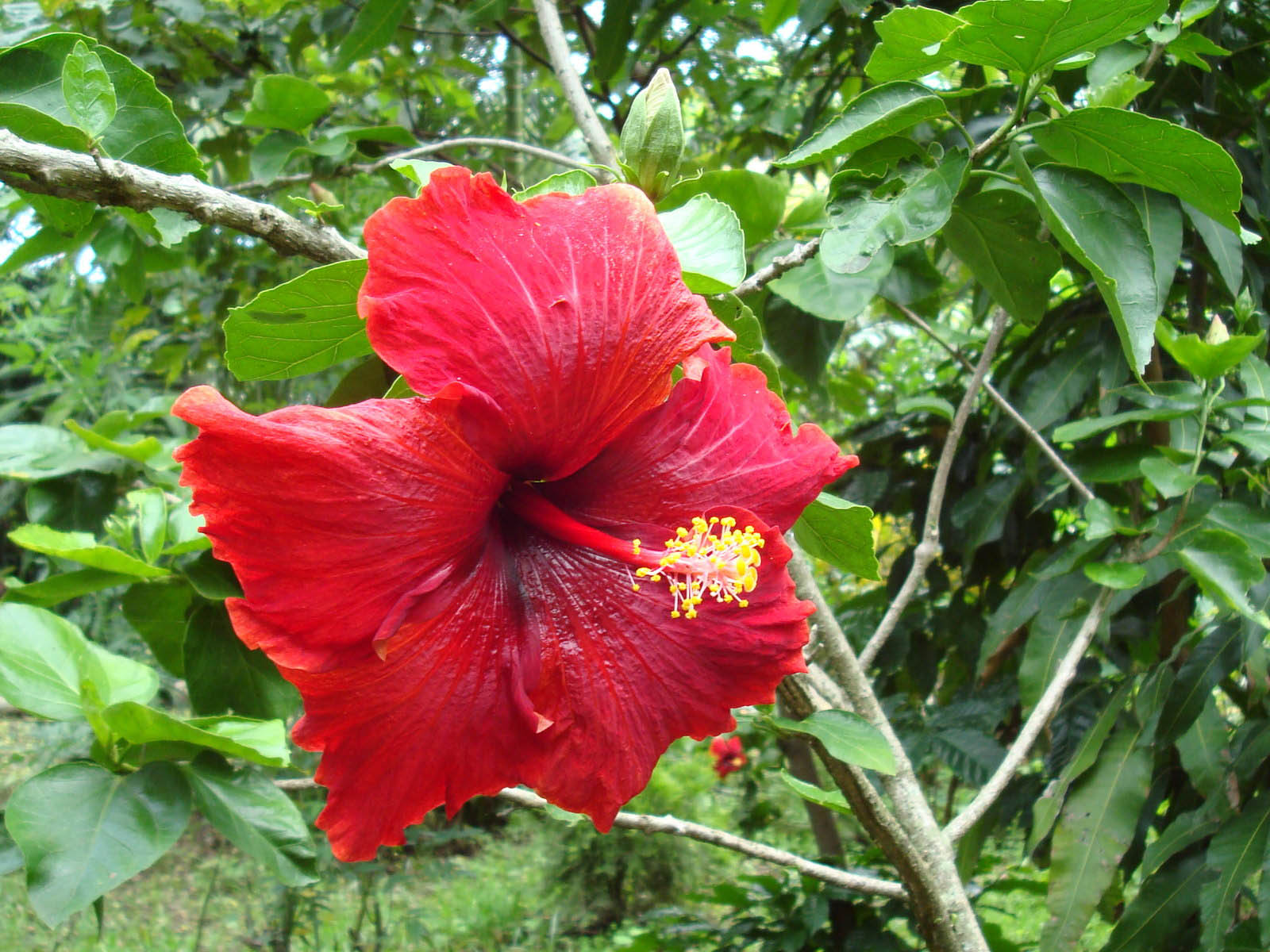 carta da parati fiore di ibisco,fiore,ibisco,pianta fiorita,ibisco cinese,ibisco hawaiano