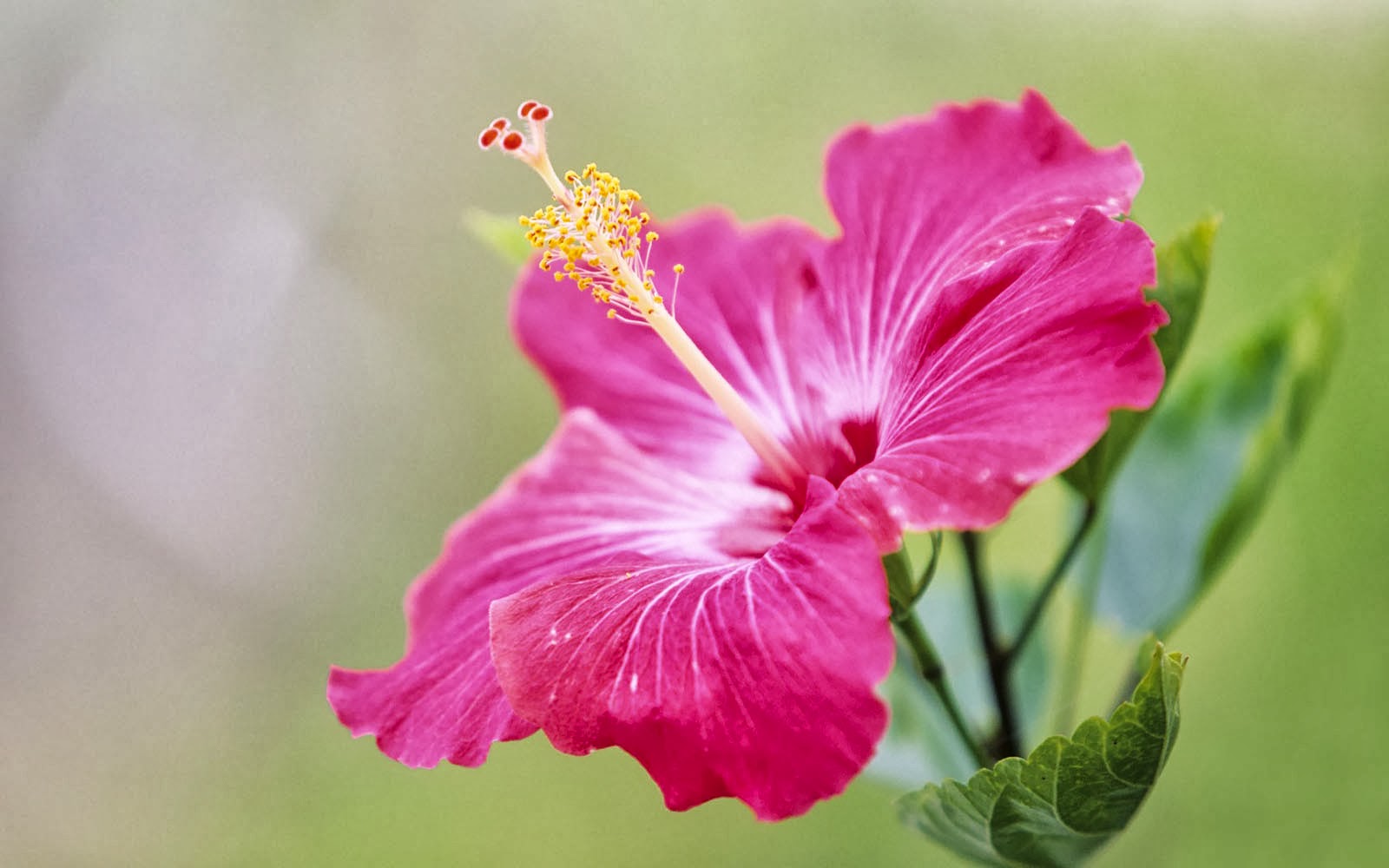 carta da parati fiore di ibisco,fiore,pianta fiorita,ibisco cinese,petalo,ibisco