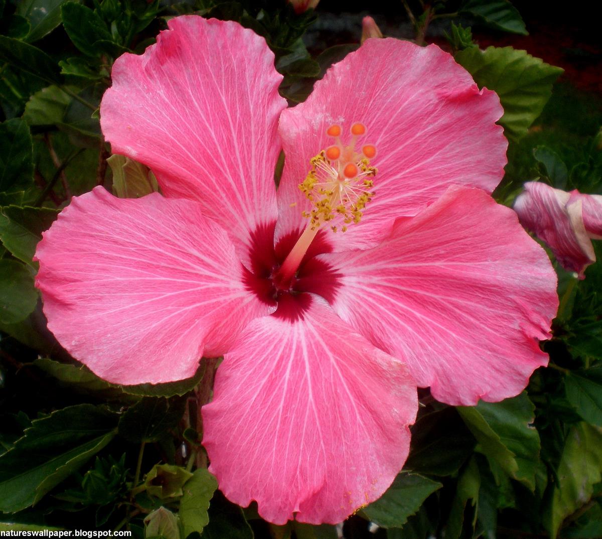 carta da parati fiore di ibisco,fiore,ibisco,pianta fiorita,ibisco cinese,petalo