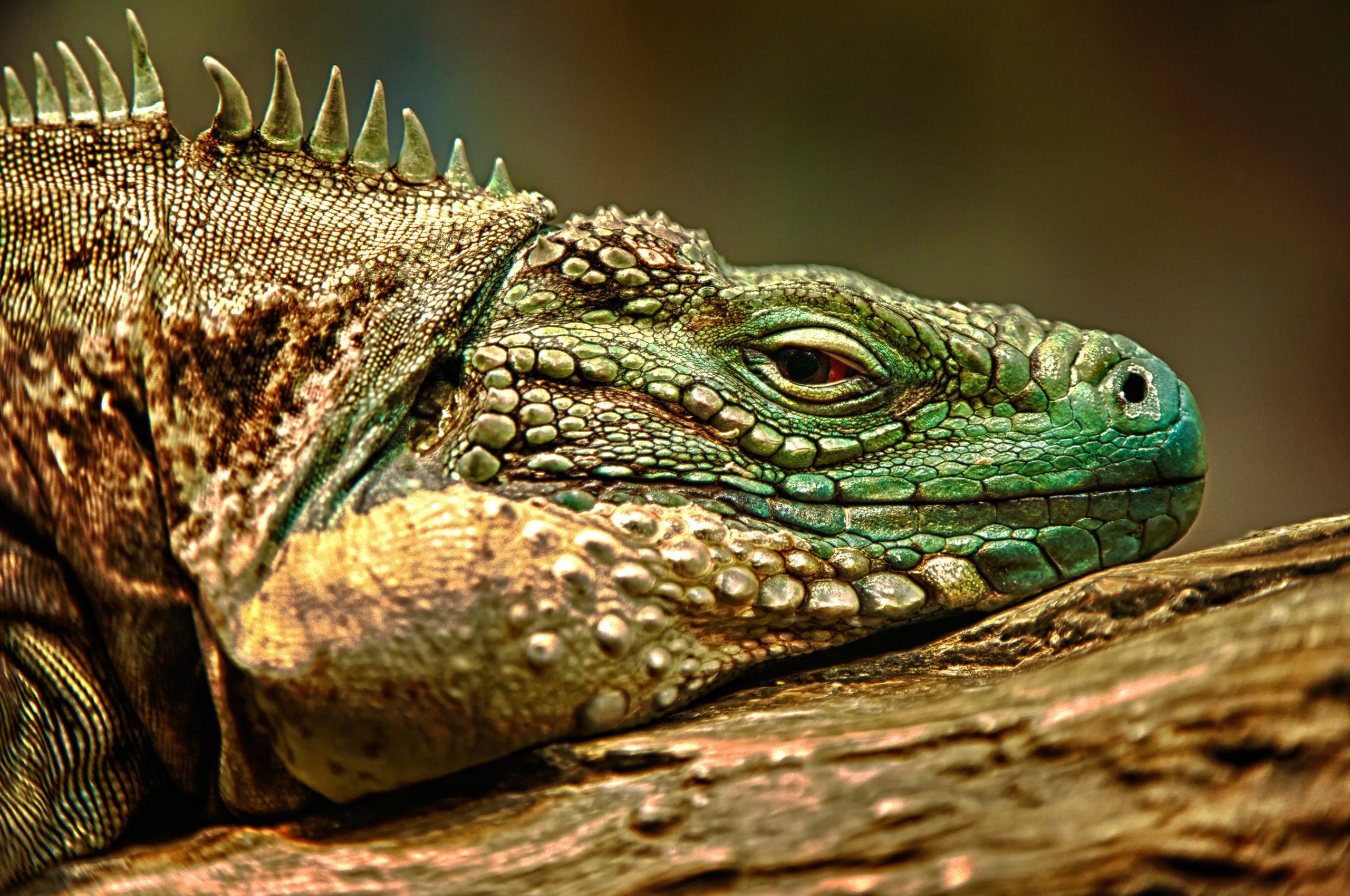 papel pintado reptil,reptil,iguana,lagartija,iguana verde,animal terrestre