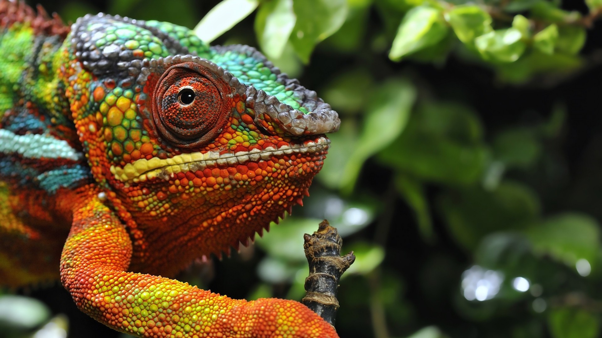 reptile wallpaper,reptile,chameleon,lizard,iguania,common chameleon