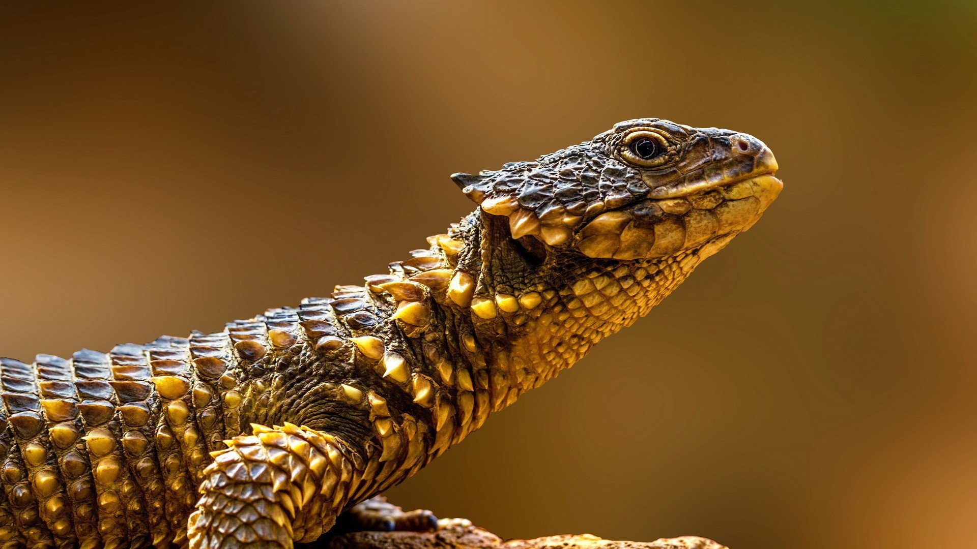 papier peint reptile,reptile,lézard,animal terrestre,macro photographie,faune