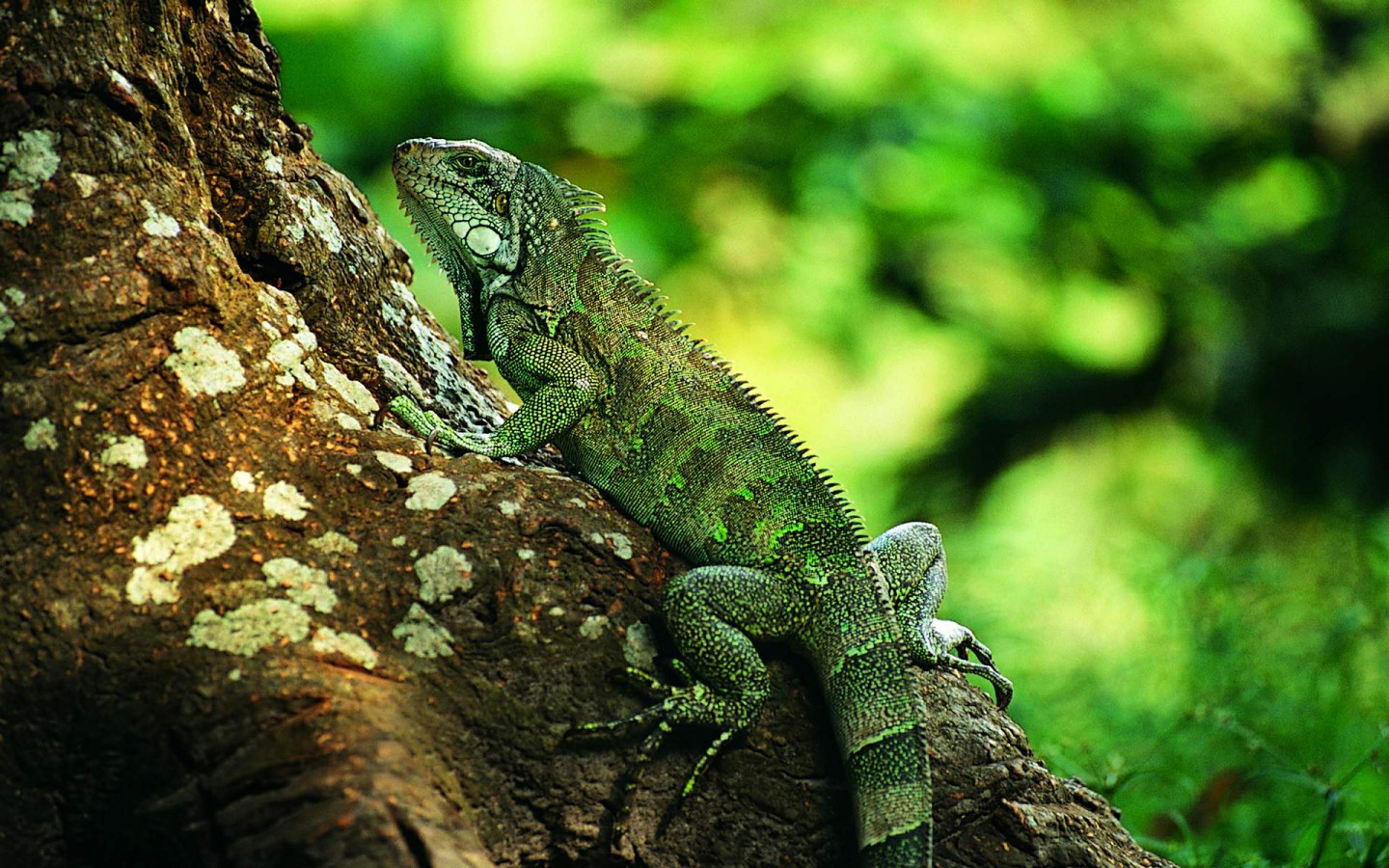 carta da parati rettile,rettile,lucertola,iguana,camaleonte comune,camaleonte