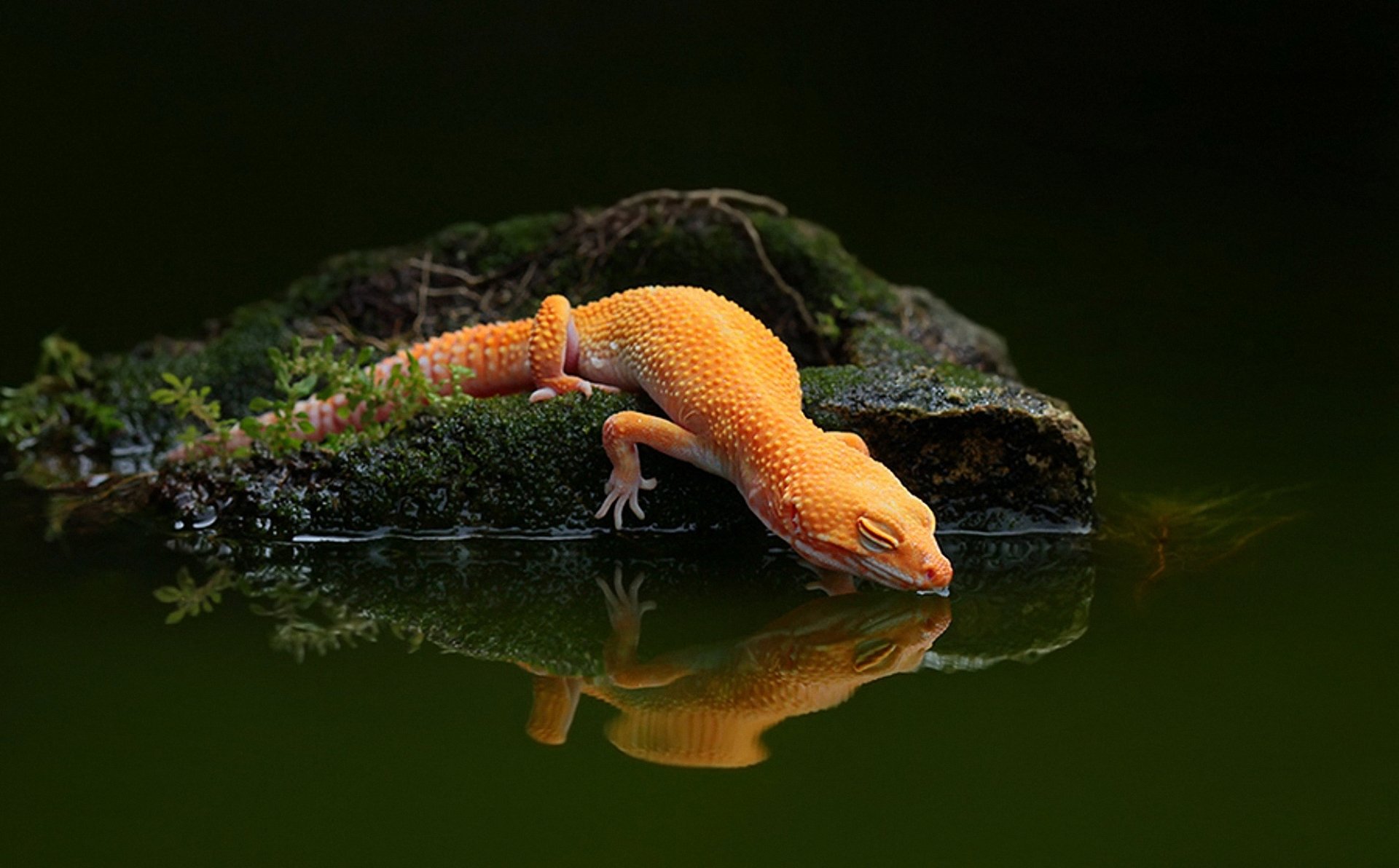 reptilien tapete,newt,reptil,glatter molch,tierwelt,blatt