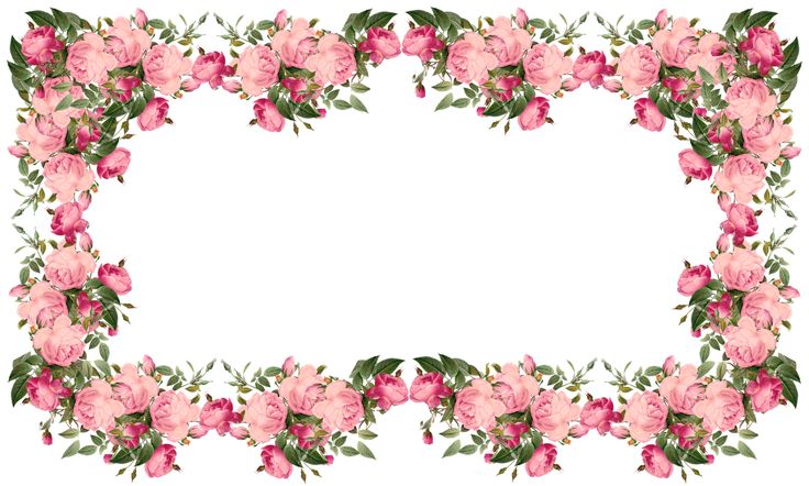 bordure de papier peint rose,rose,fleur,art floral,plante,pétale