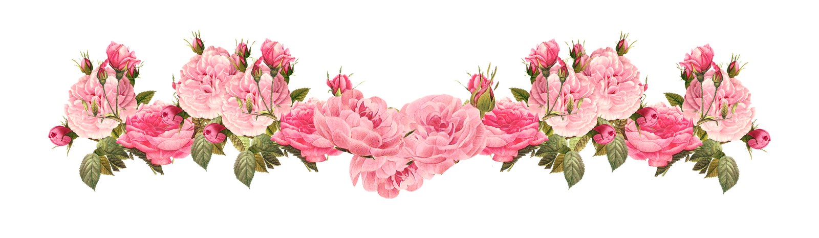 rose wallpaper border,flower,pink,plant,petal,flowering plant