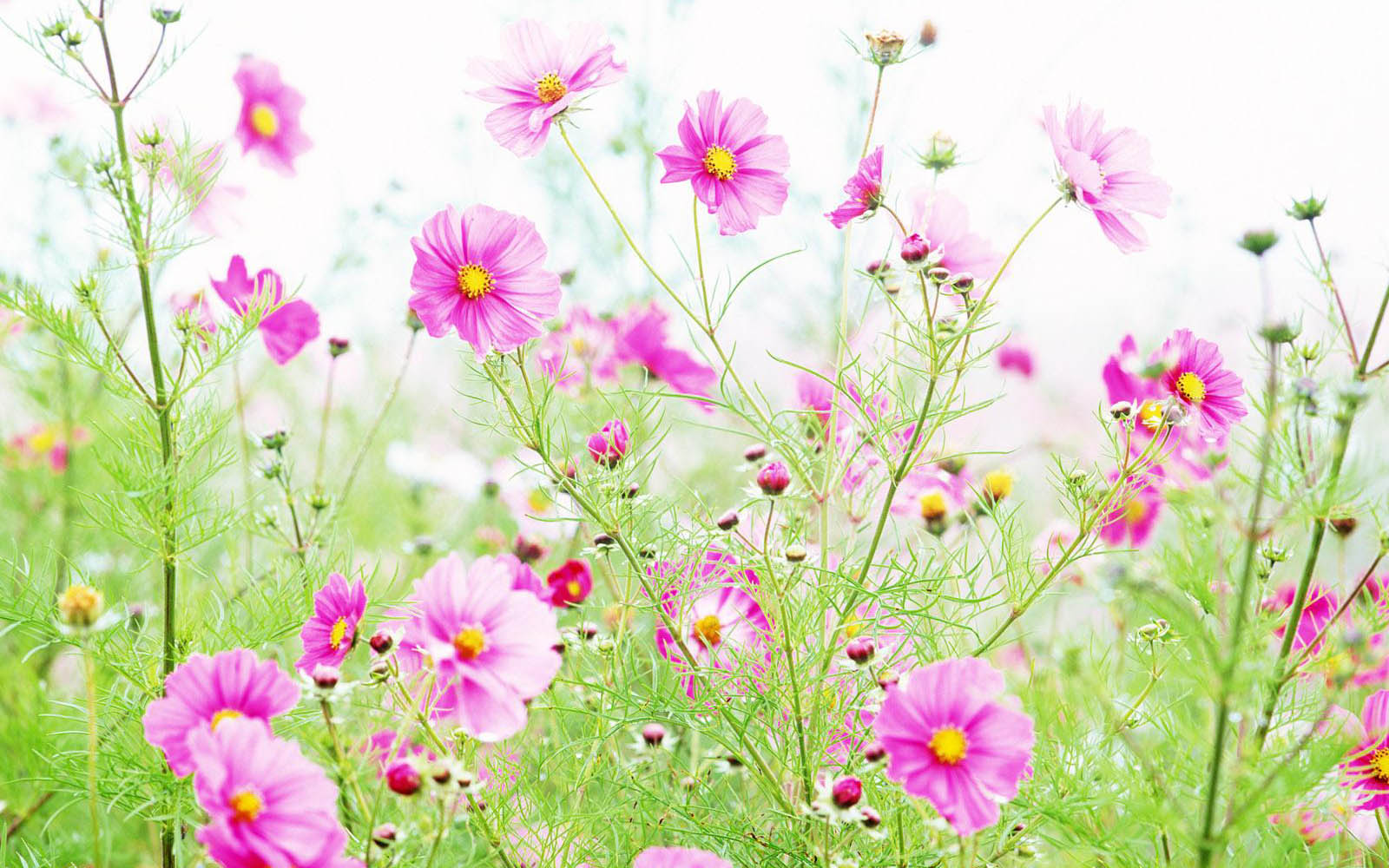 carta da parati fiori selvatici,fiore,pianta fiorita,pianta,giardino cosmo,fiore di campo