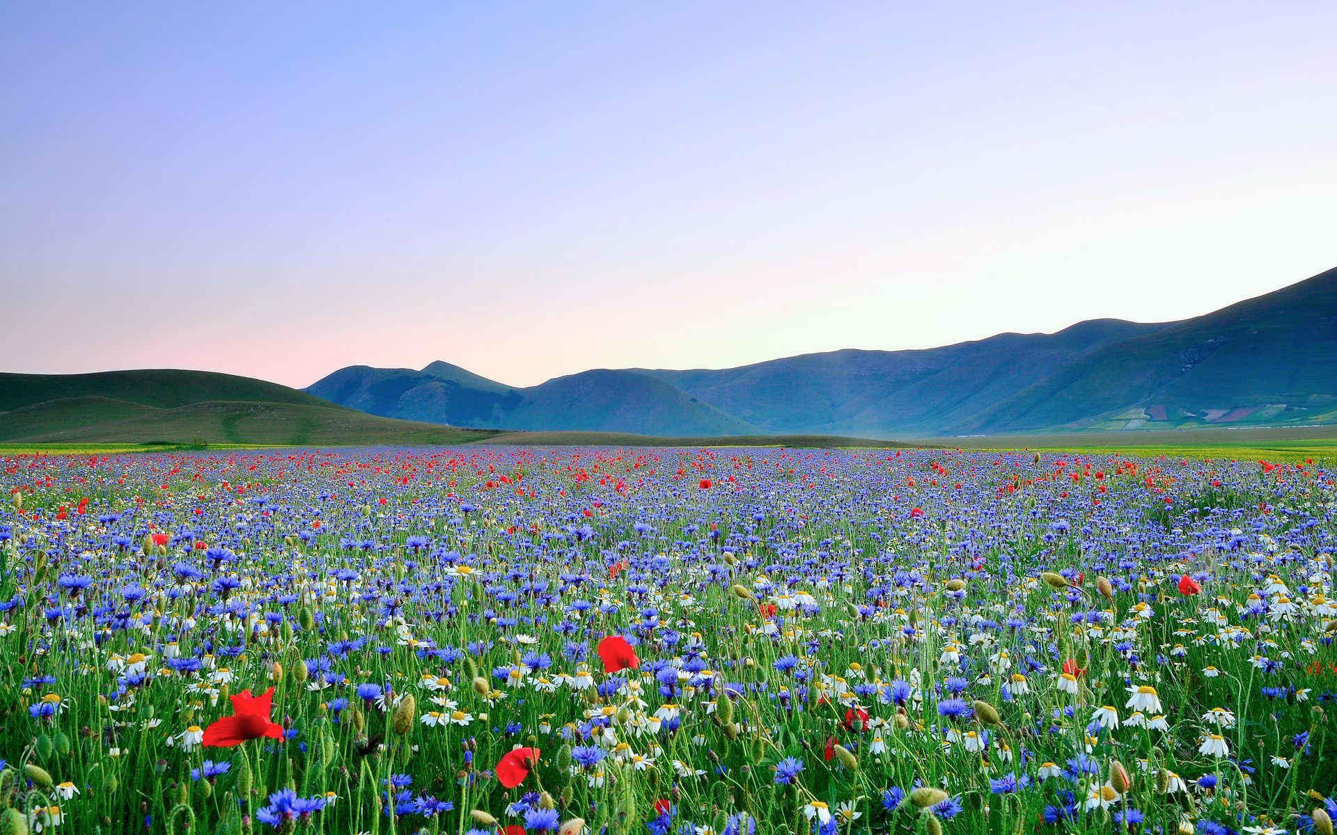 ワイルドフラワー壁紙,牧草地,自然,花,自然の風景,野草