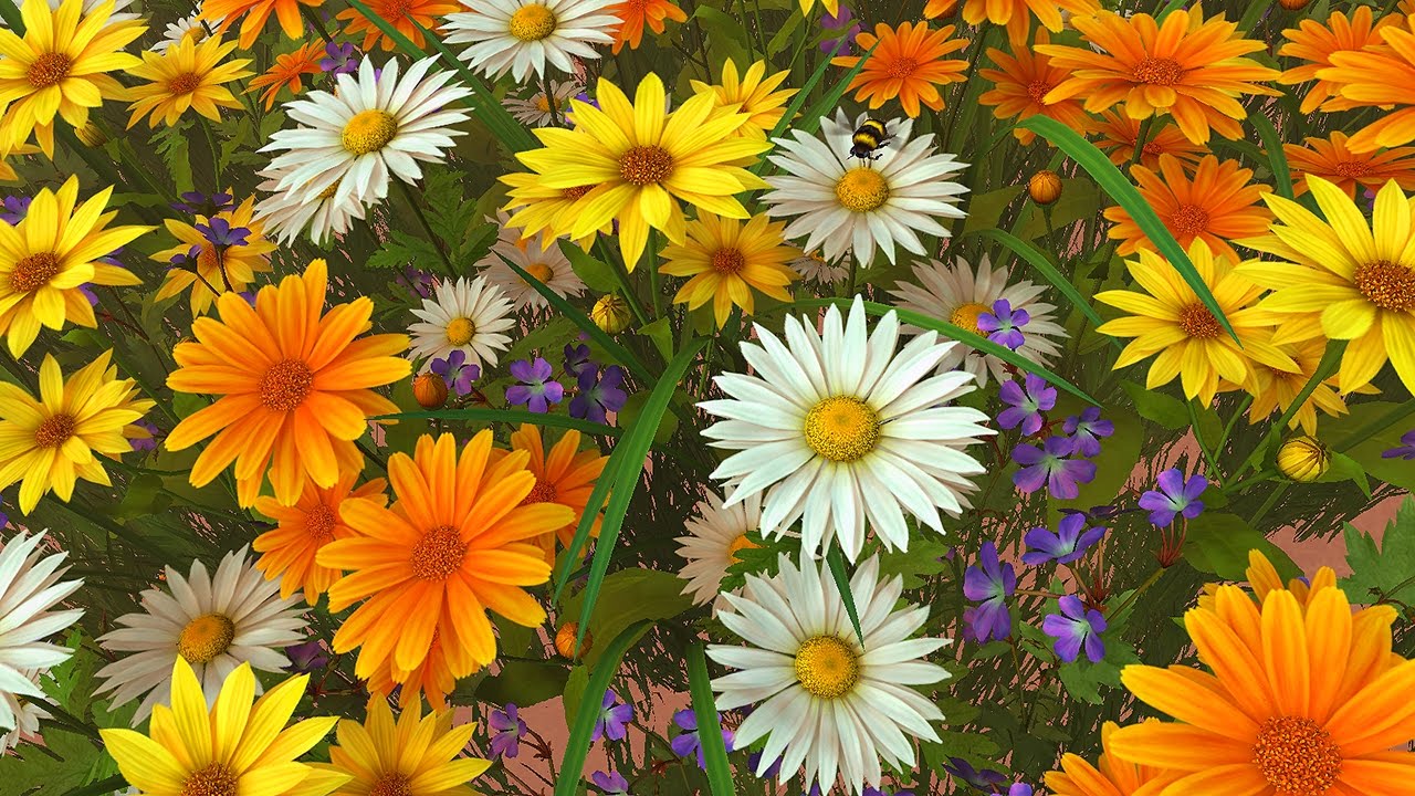 wildflower wallpaper,flower,flowering plant,plant,daisy,petal