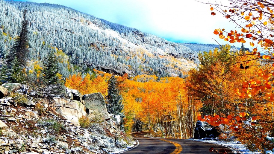 papier peint tremble,paysage naturel,la nature,arbre,l'automne,feuille