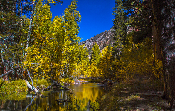 aspen wallpaper,natural landscape,nature,tree,larix lyalliisubalpine larch,reflection