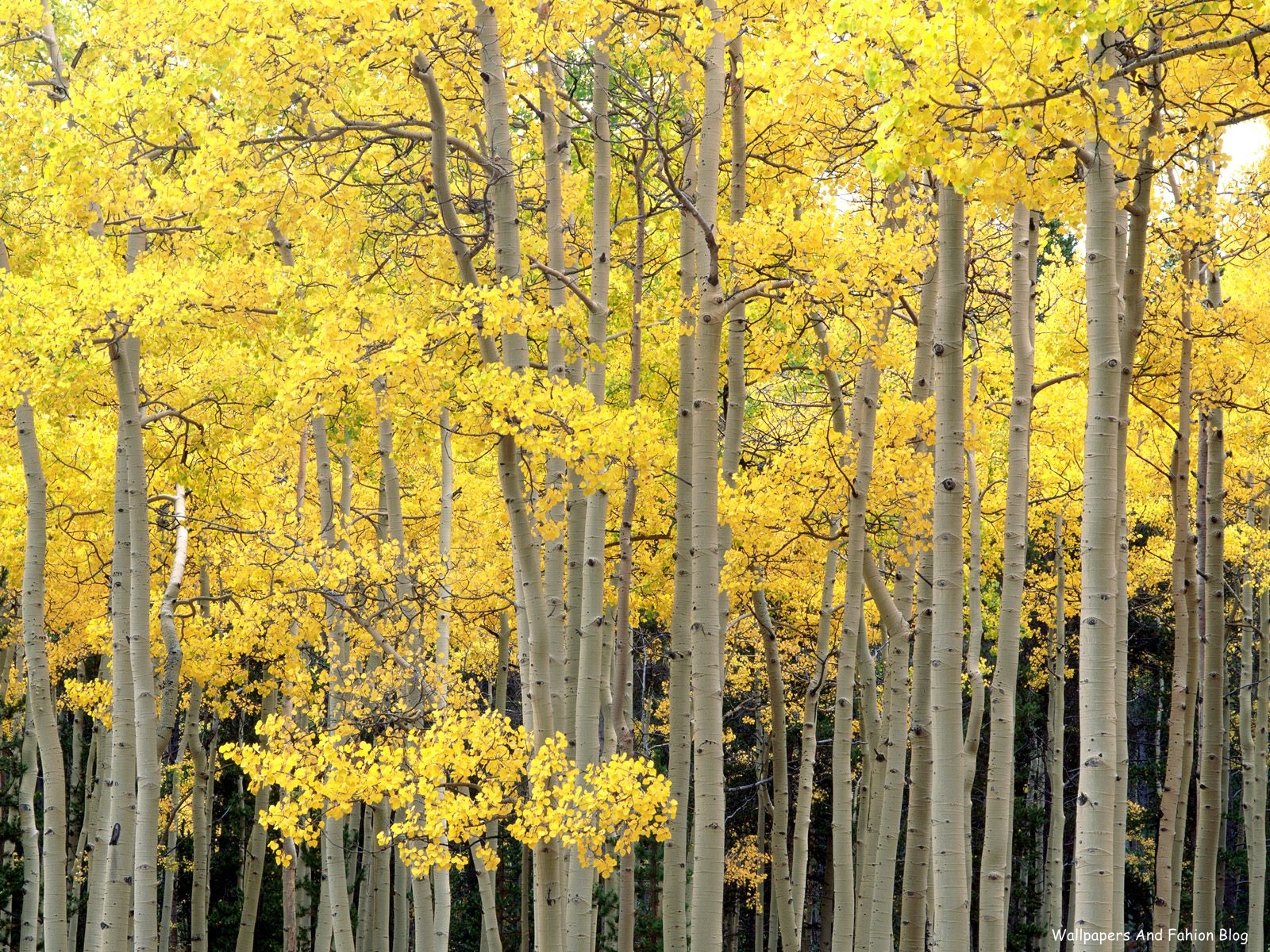 carta da parati aspen,albero,pianta,giallo,paesaggio naturale,pianta legnosa