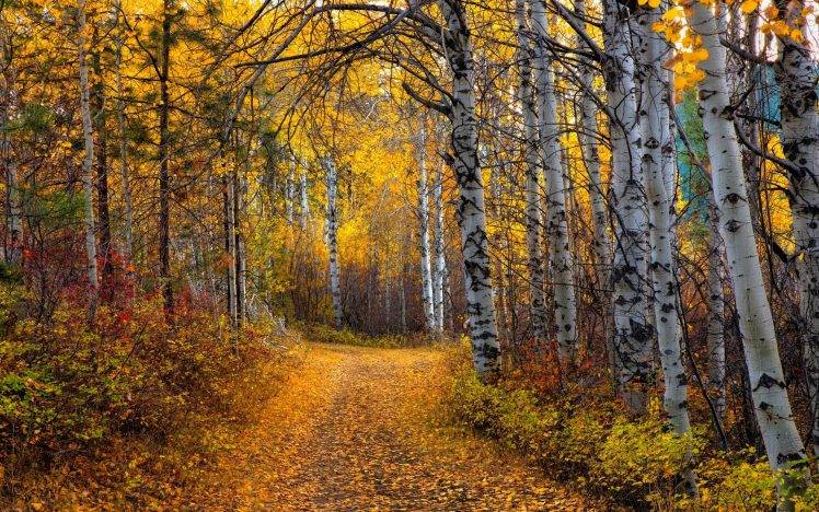 carta da parati aspen,albero,paesaggio naturale,natura,foresta,foresta di latifoglie nordiche