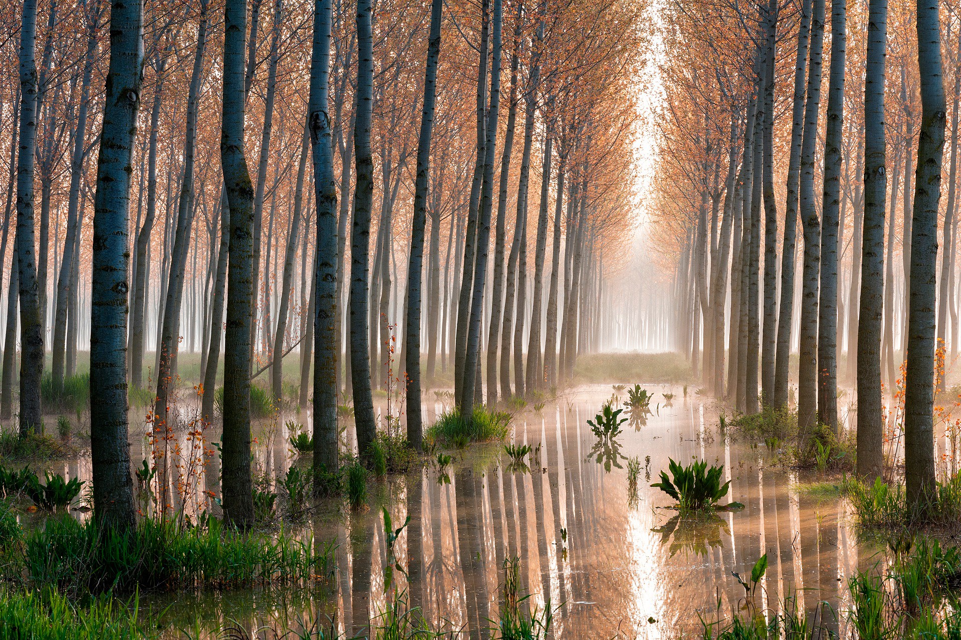 papel tapiz de álamo temblón,árbol,paisaje natural,naturaleza,bosque,bosque