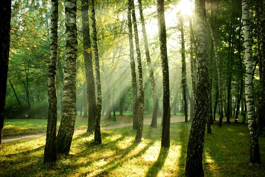 壁の森の壁紙,木,森林,自然の風景,自然,森林