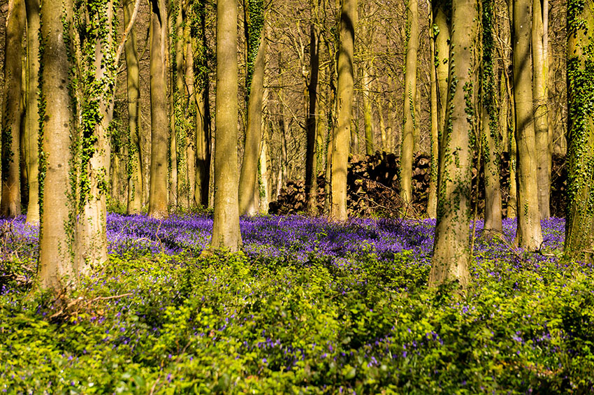 waldtapete für wände,natürliche landschaft,wald,baum,natur,wald