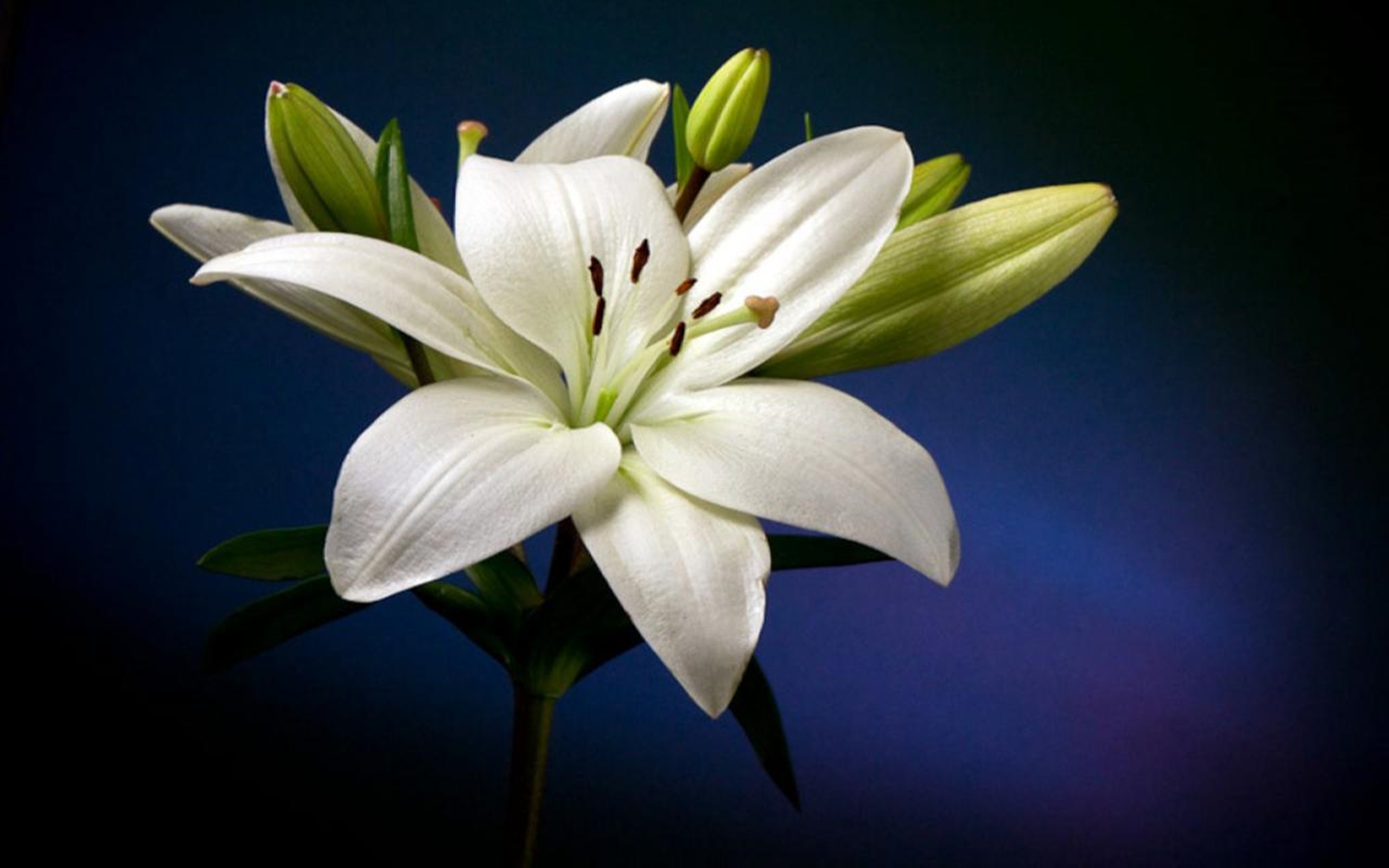 lily fondos de pantalla hd,flor,planta floreciendo,lirio,pétalo,blanco