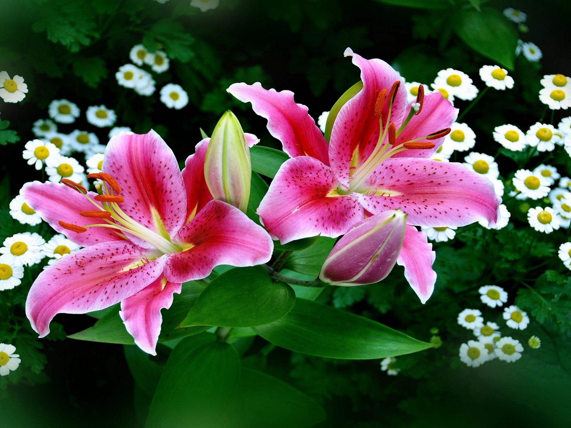 lily wallpaper hd,flower,flowering plant,pink,petal,lily