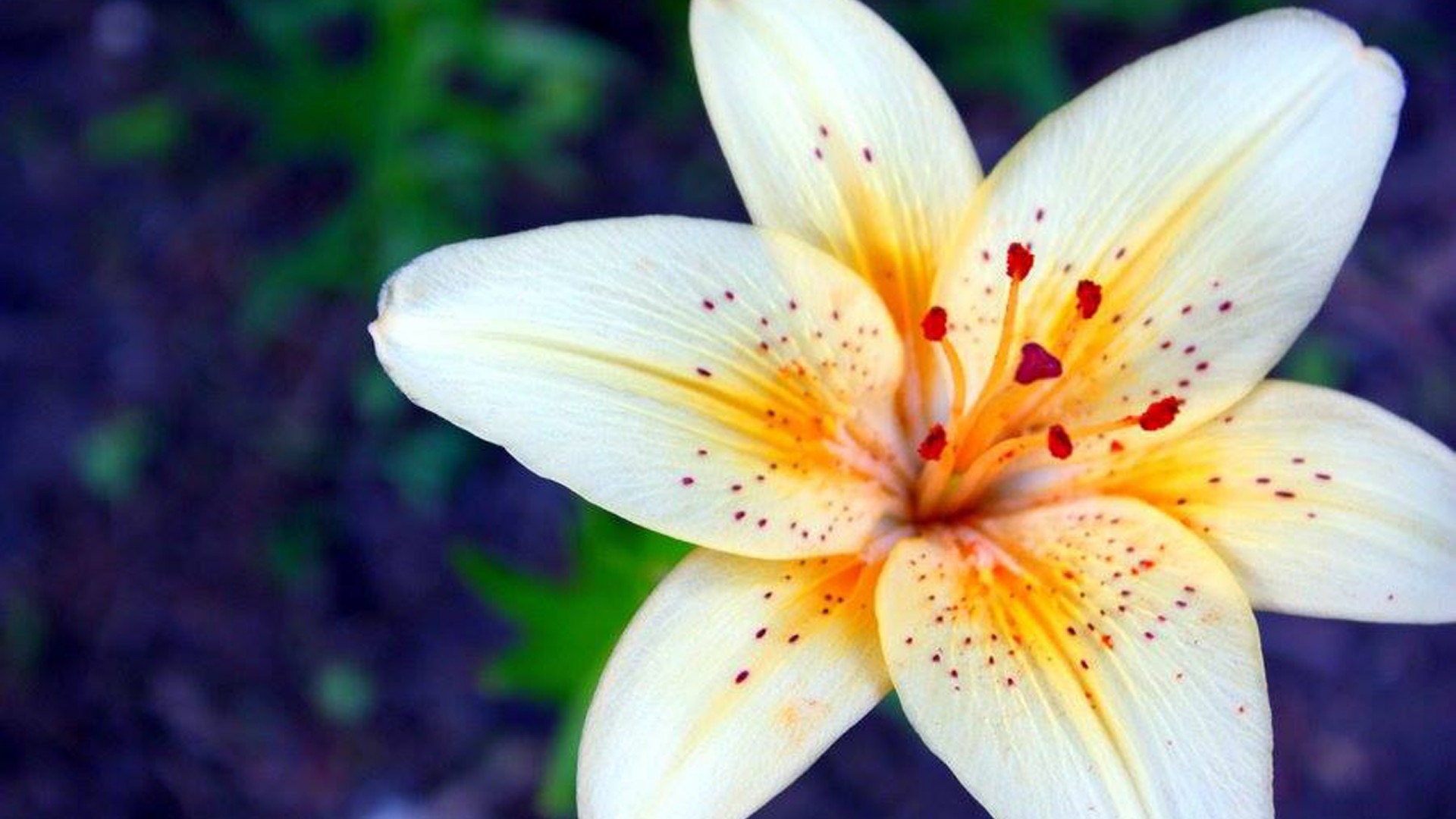 fond d'écran lily hd,pétale,lis,fleur,plante,plante à fleurs