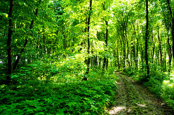 waldtapete für wände,wald,natürliche landschaft,baum,natur,alter wald