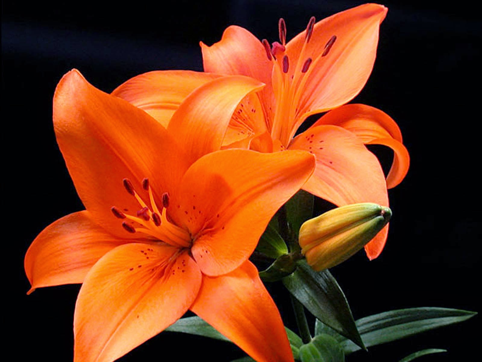 fond d'écran lily hd,lis,plante à fleurs,fleur,lis orange,pétale