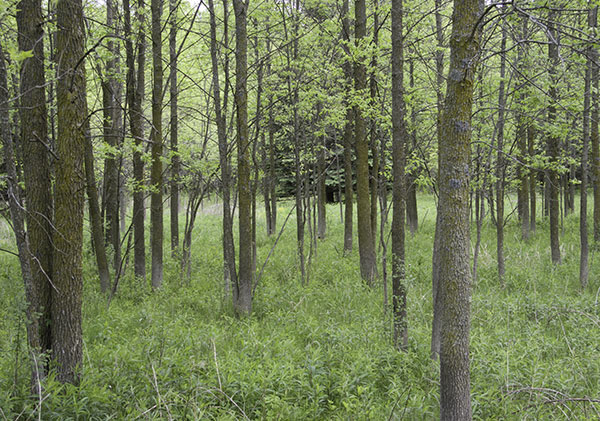 papel pintado arbolado para paredes,árbol,bosque,bosque,paisaje natural,bosque de madera dura del norte