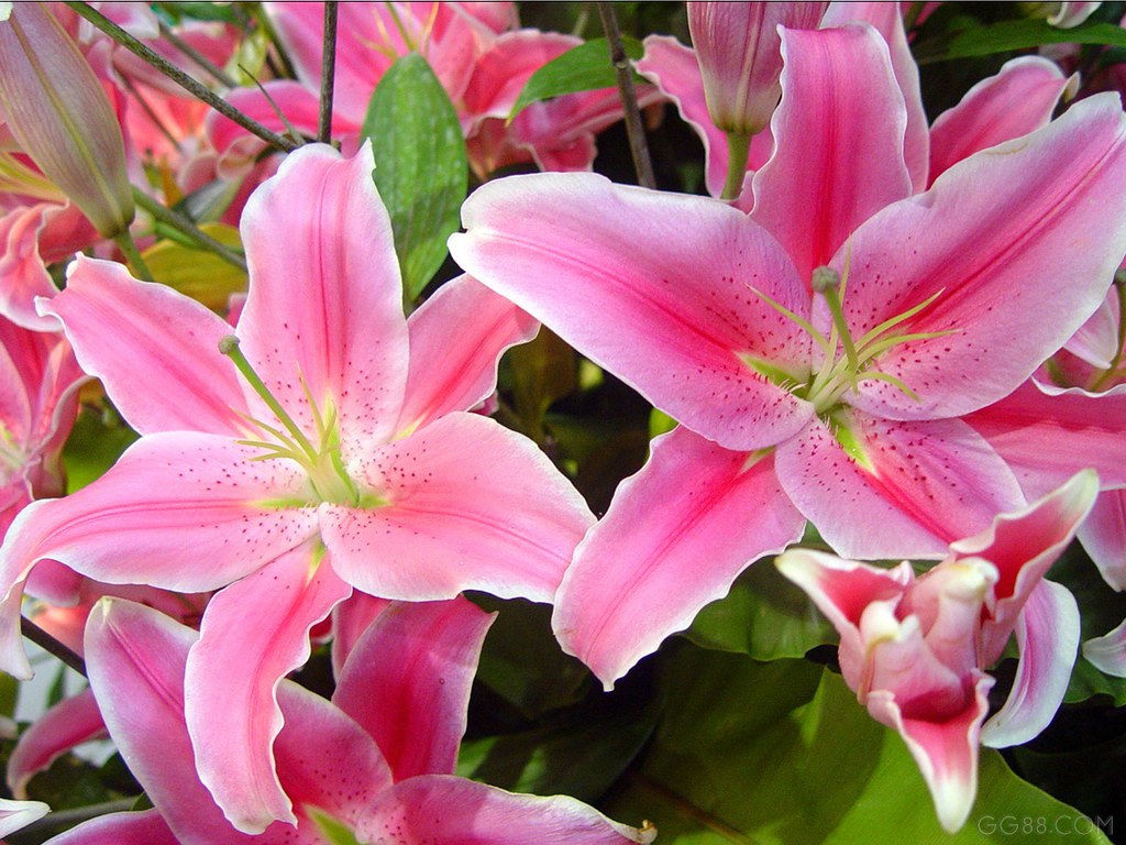 fond d'écran lily hd,fleur,lis,plante à fleurs,plante,pétale