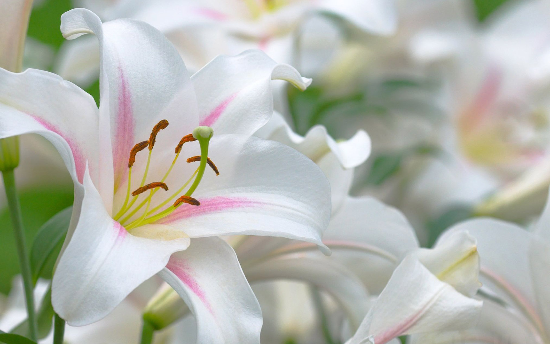 ユリ壁紙hd,花,開花植物,ゆり,白い,花弁