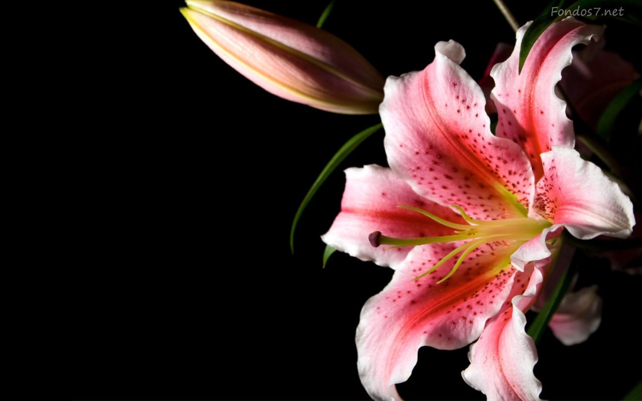 fond d'écran lily hd,plante à fleurs,lis,fleur,pétale,lis péruvien