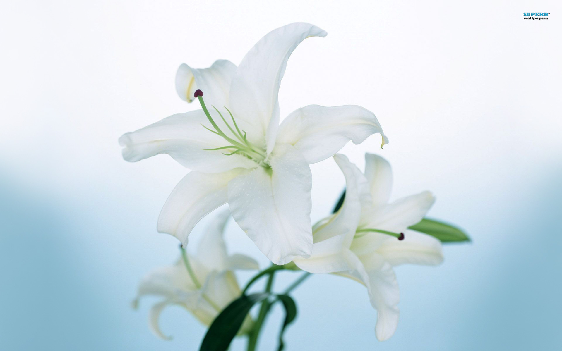 fond d'écran lily hd,lis,blanc,fleur,pétale,plante
