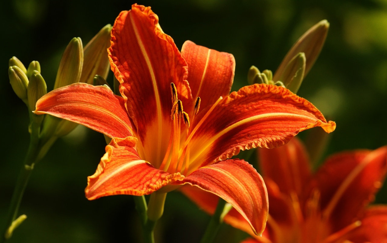 fond d'écran lily hd,plante à fleurs,lis,fleur,lis orange,pétale