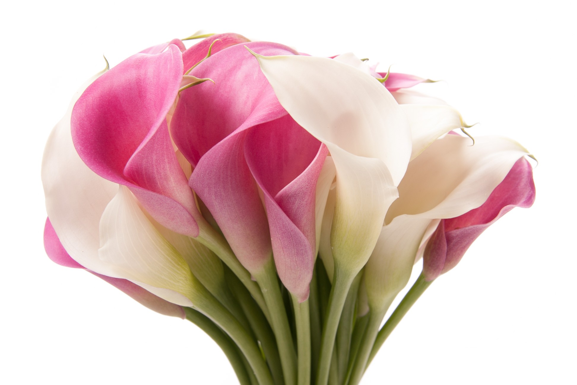 carta da parati giglio hd,fiore,tagliare i fiori,petalo,rosa,tulipano