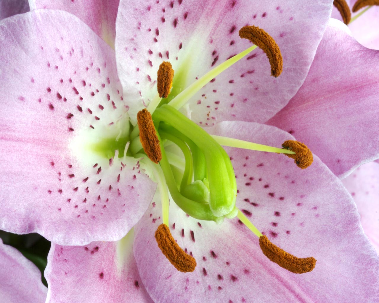 lily wallpaper hd,flower,flowering plant,petal,lily,pink