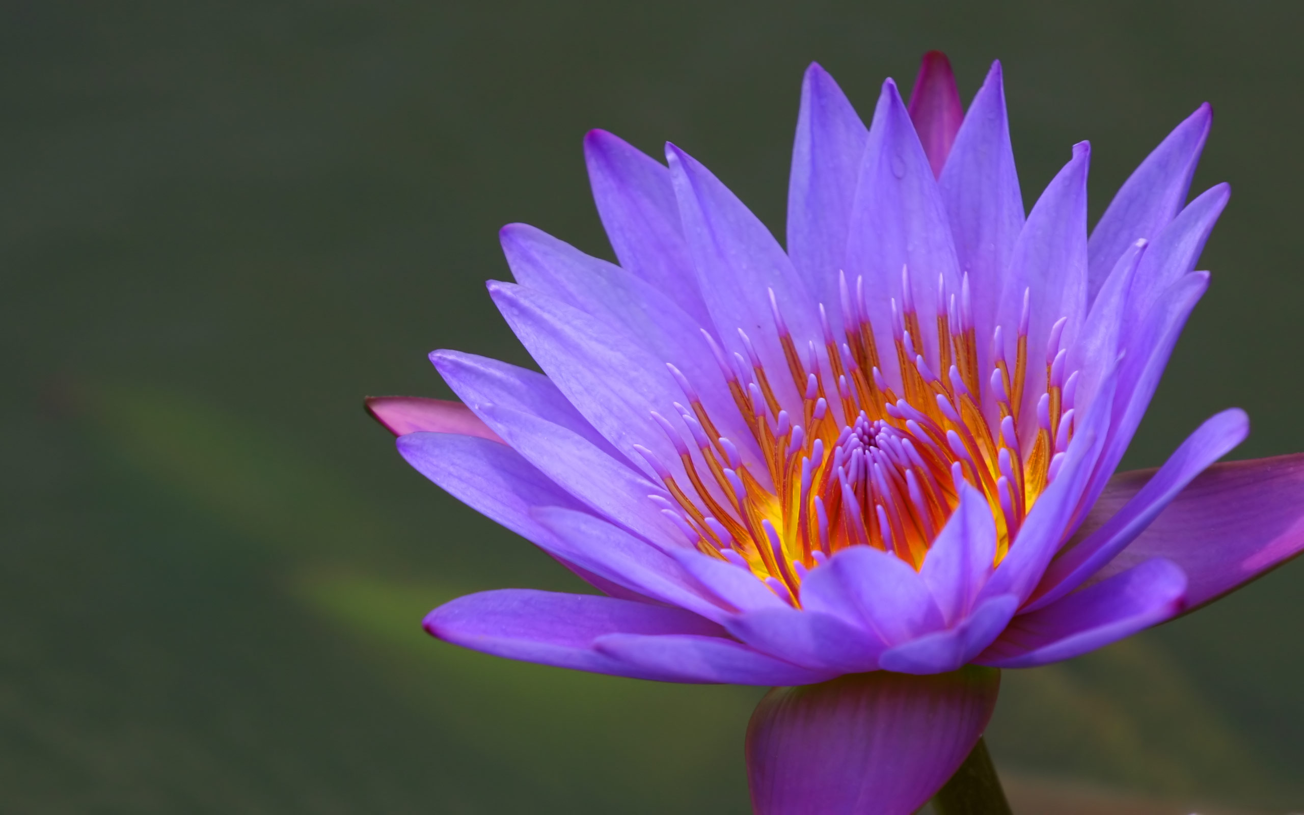 ユリ壁紙hd,花,開花植物,花弁,水生植物,香りのよい白い睡蓮