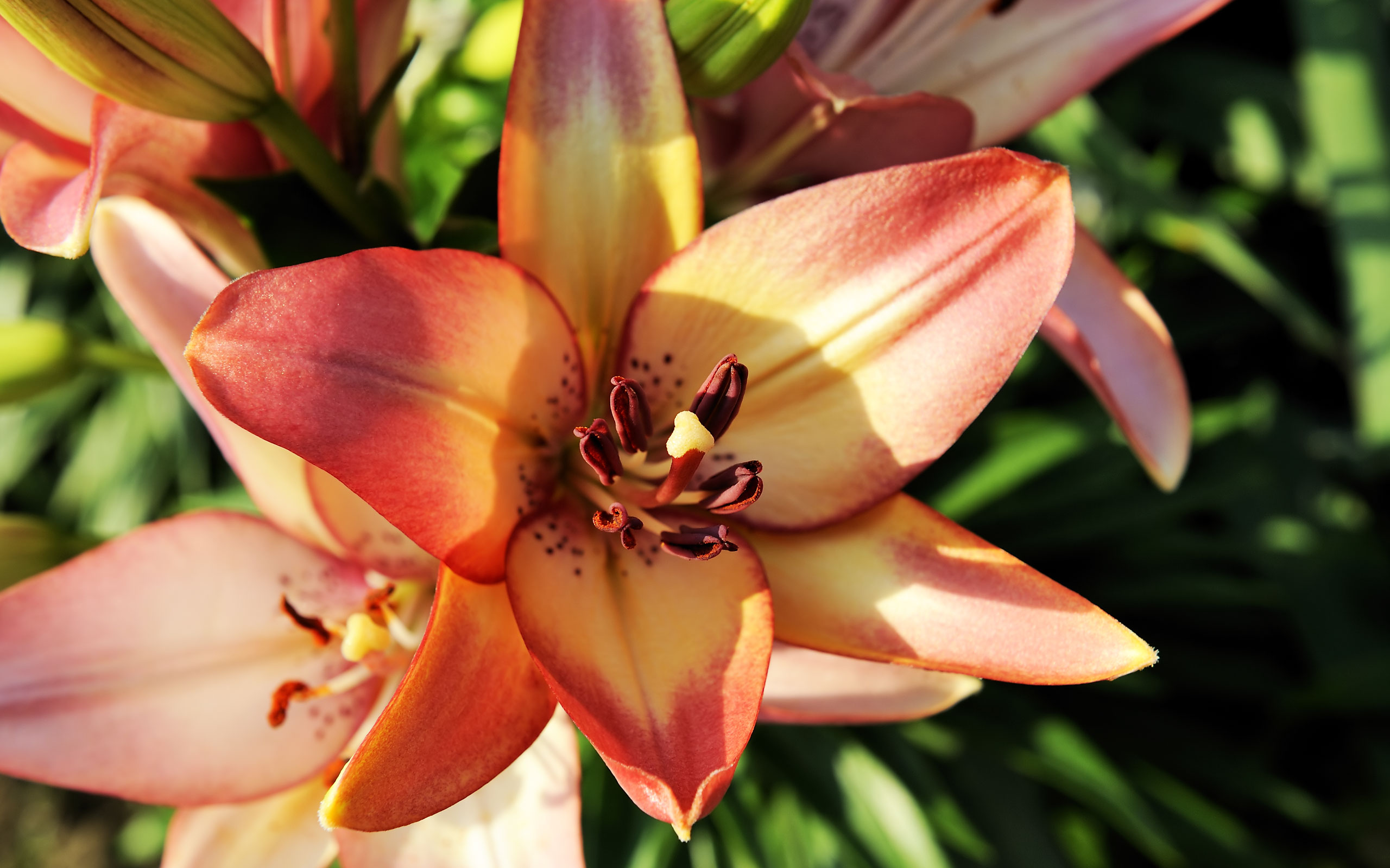 lily fondos de pantalla hd,flor,planta floreciendo,lirio,planta,pétalo