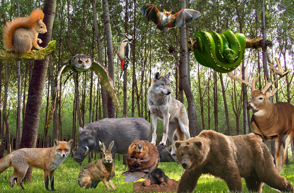 woodland animal wallpaper,terrestrial animal,wildlife,canidae,adaptation,carnivore