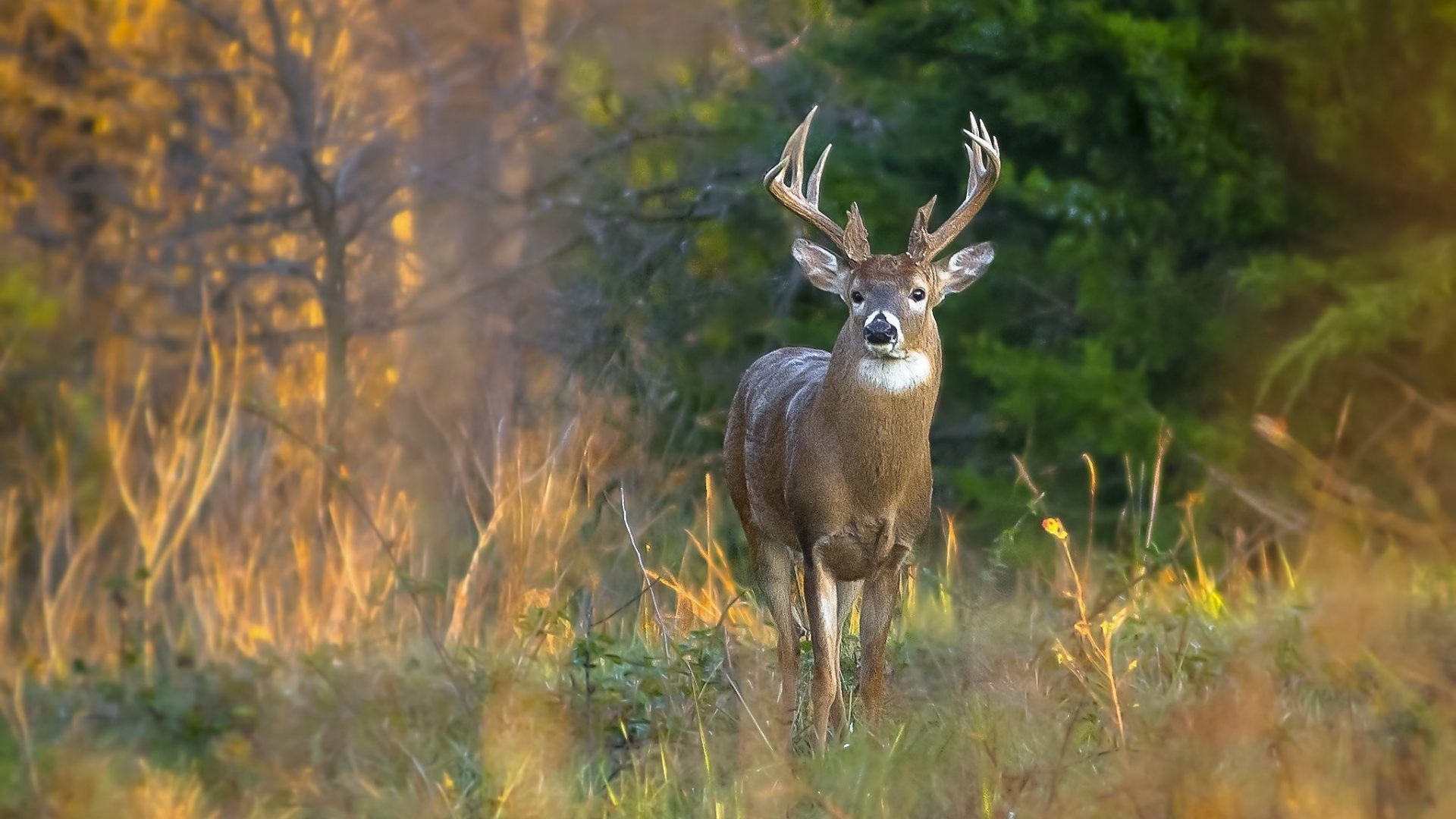 waldtier tapete,tierwelt,hirsch,geweih,rentier,horn