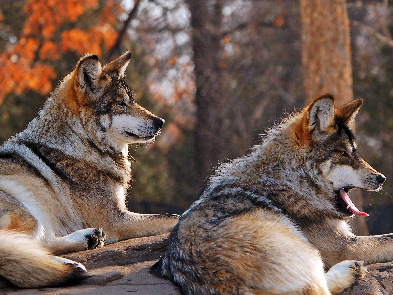 waldtier tapete,hund,tschechoslowakischer wolfshund,saarloos wolfshund,wolfshund,wolf