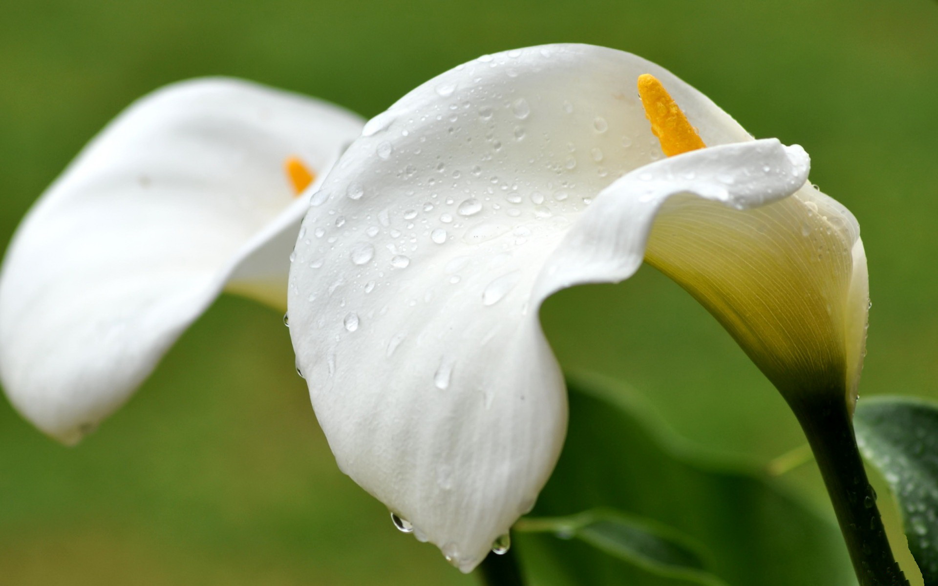 carta da parati calla,bianca,petalo,fiore,arum,pianta