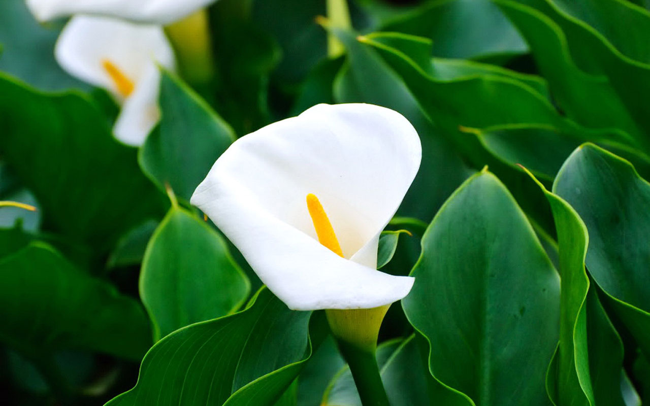 carta da parati calla,arum,fiore,bianca,gigante giglio bianco di arum,petalo