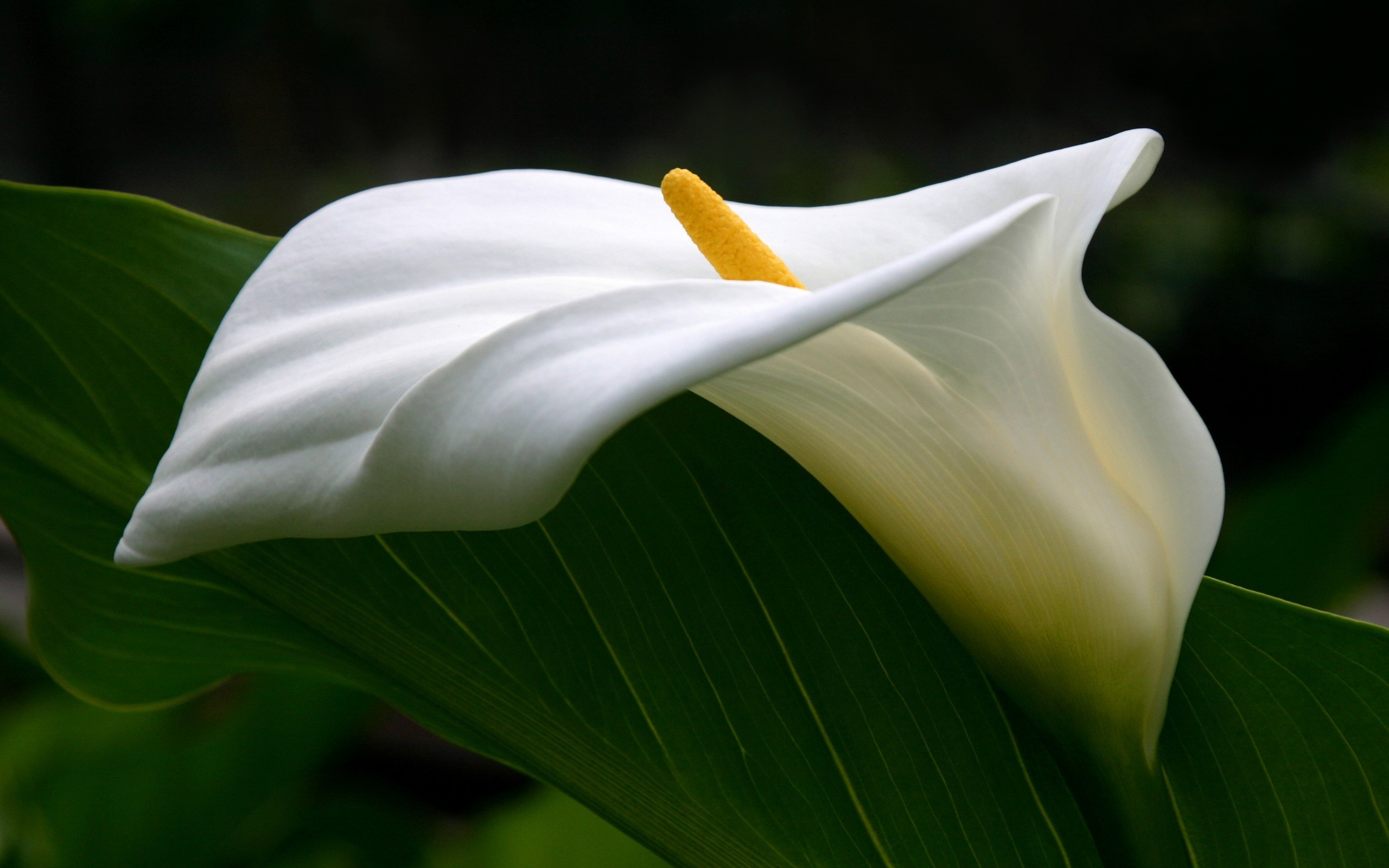 carta da parati calla,bianca,fiore,arum,petalo,pianta