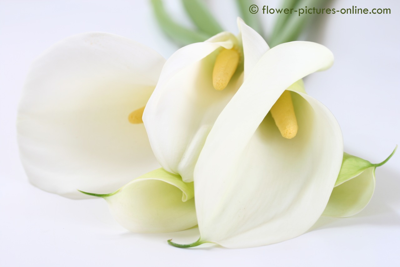 carta da parati calla,bianca,arum,fiore,pianta,petalo