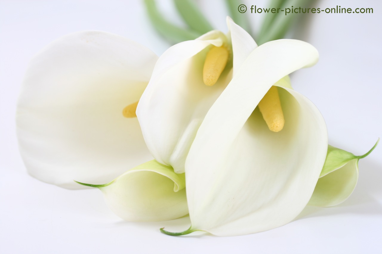 fond d'écran calla lily,blanc,arum,fleur,plante,pétale