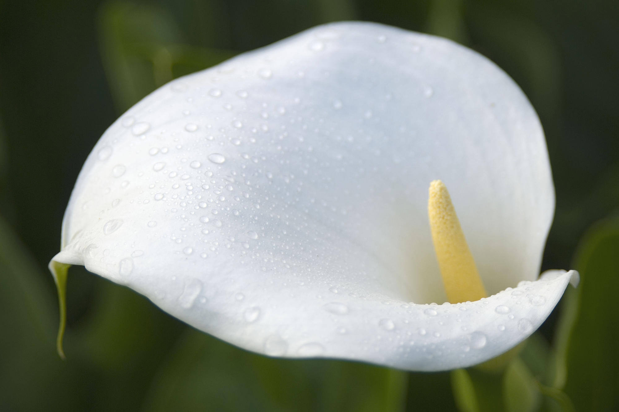 carta da parati calla,arum,bianca,fiore,gigante giglio bianco di arum,petalo