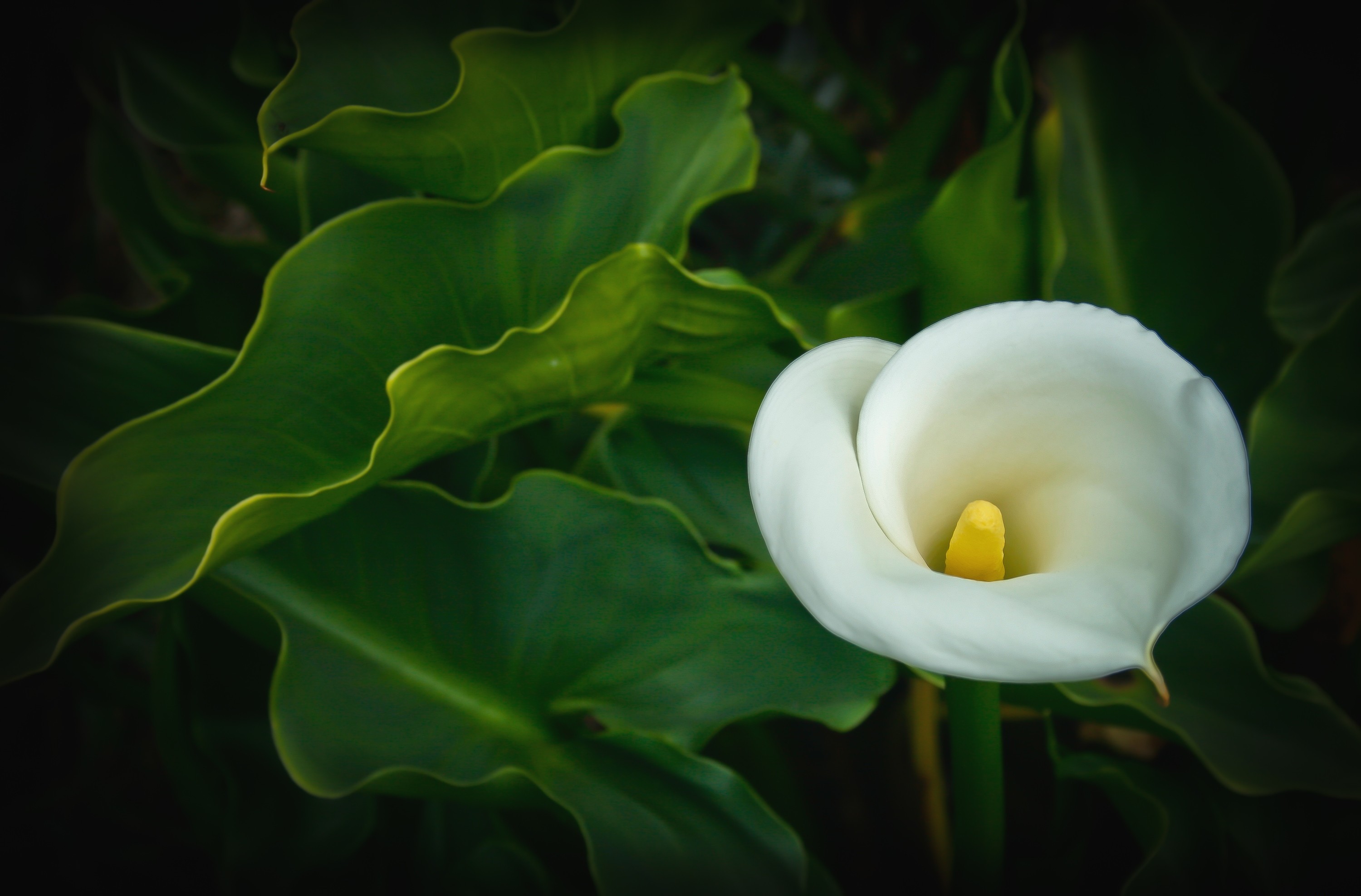 calla lilie tapete,arum,riesige weiße arumlilie,blume,weiß,blütenblatt