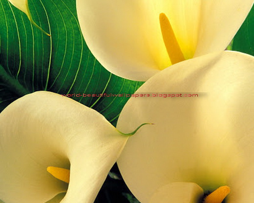 fond d'écran calla lily,arum,lis arum blanc géant,fleur,pétale,jaune