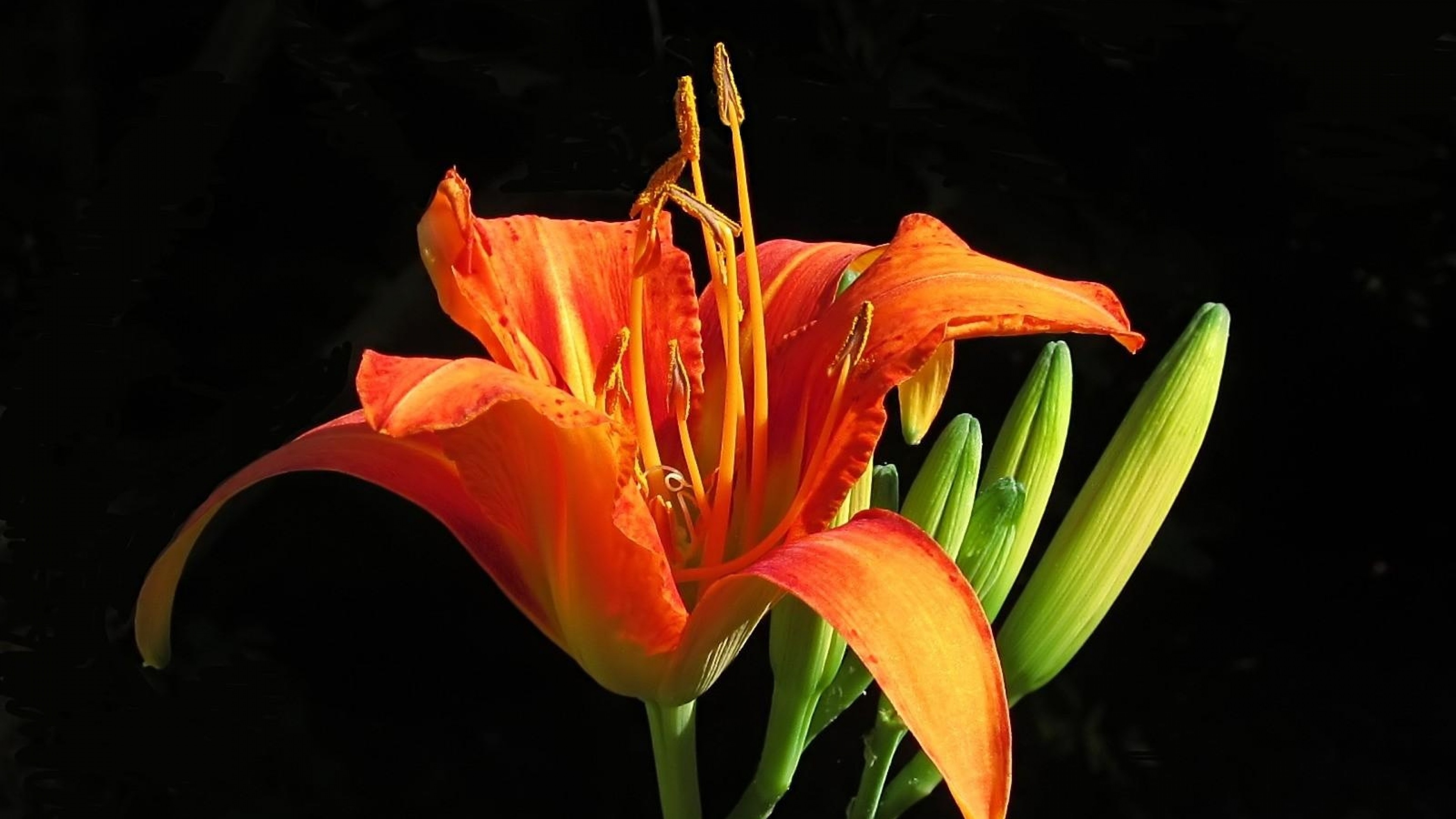 fond d'écran lily hd,fleur,plante à fleurs,lis,pétale,orange